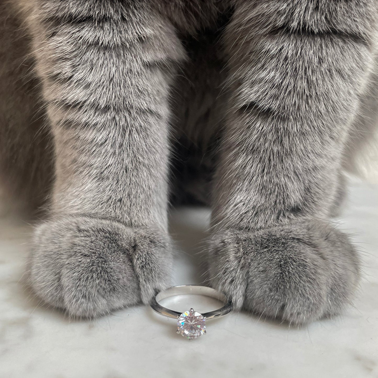 Celestial Brilliance Diamond Ring From Cat Fur